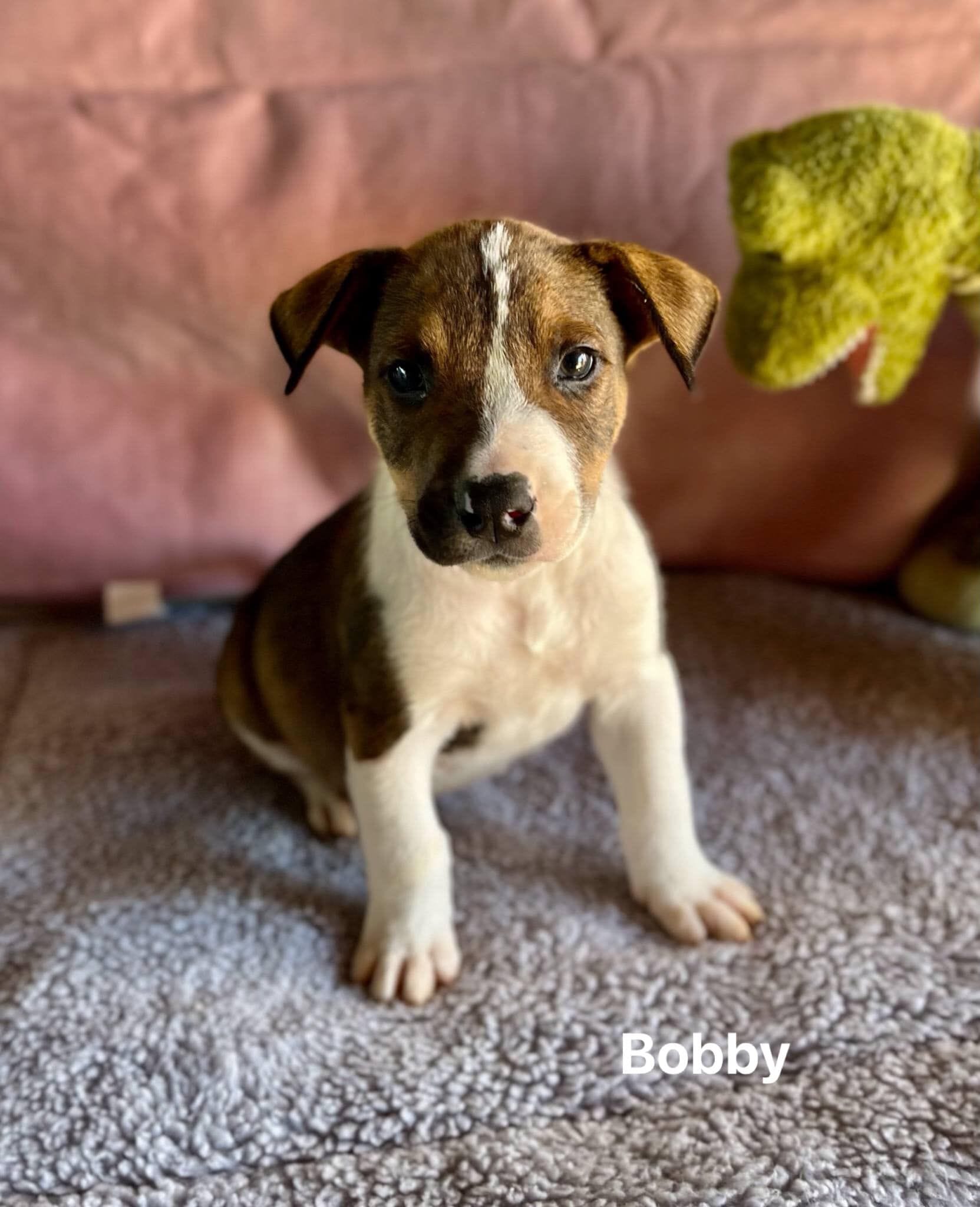 Bobby Bobby